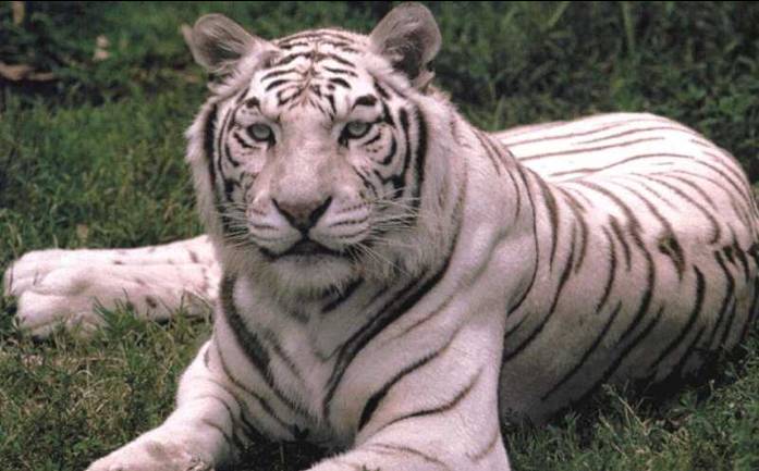 tiger6.jpg