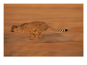 gepard