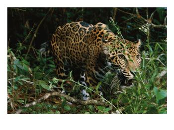 106493~A-Jaguar-on-the-Prowl-Posters.jpg