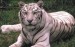 tiger6.jpg